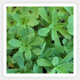 Sedum Palmeri Leaves Sticker